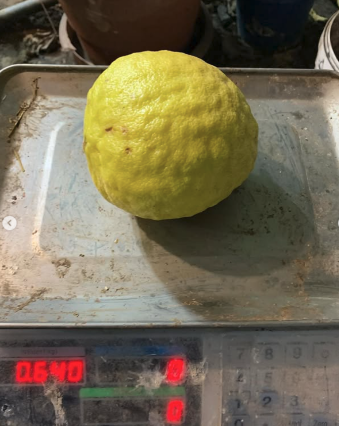 Гигантские лимоны на вашем подоконнике: Экспертный гид по выращиванию сорта «Пандероза»