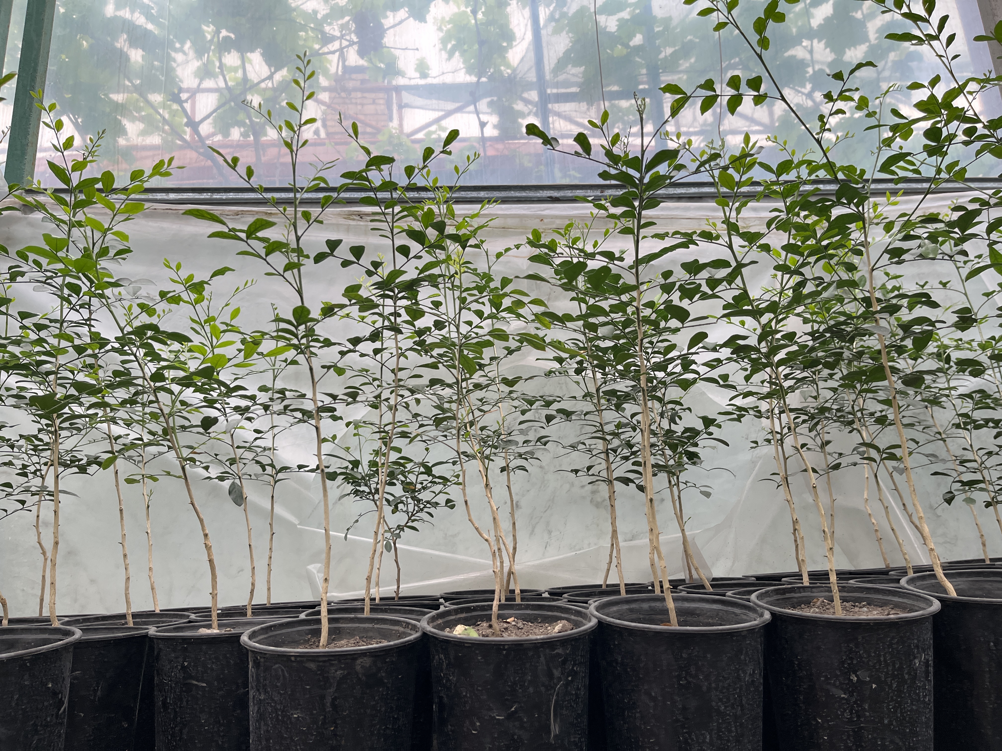 Мурайя (Саженец)