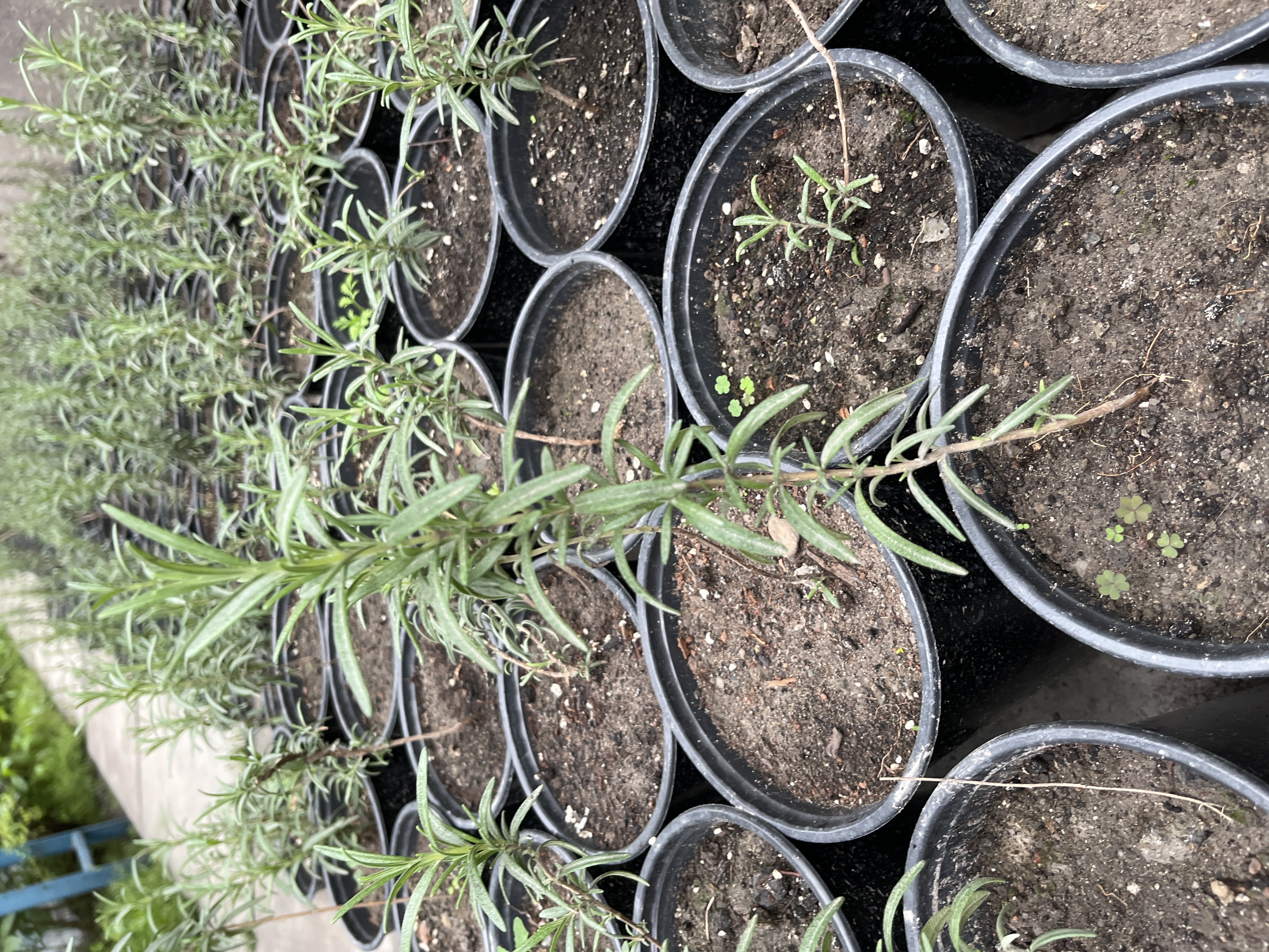 Розмарин (Дерево)