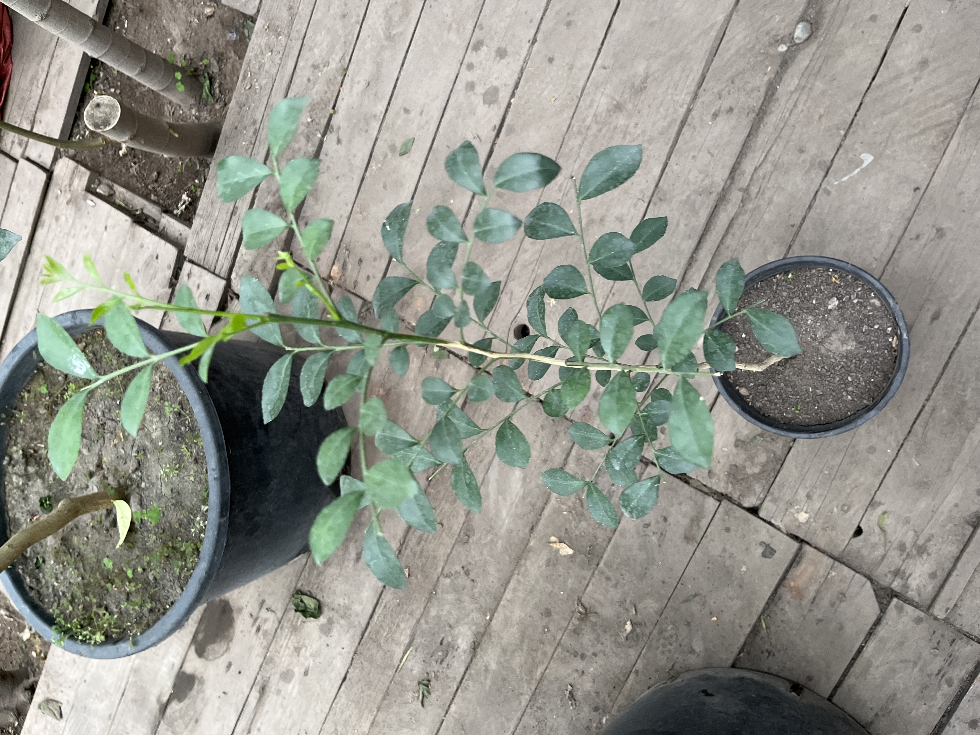 Мурайя (Саженец)